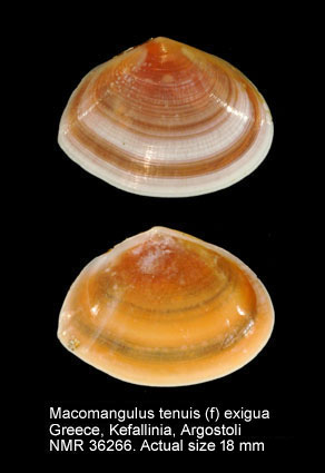 Tellina tenuis (f) exigua.jpg - Macomangulus tenuis (f) exigua(Poli,1791)